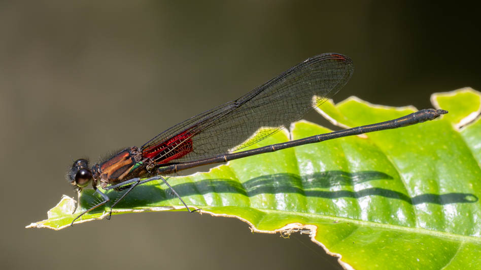 Hetaerina cruentata (Highland Rubyspot) male-3.jpg